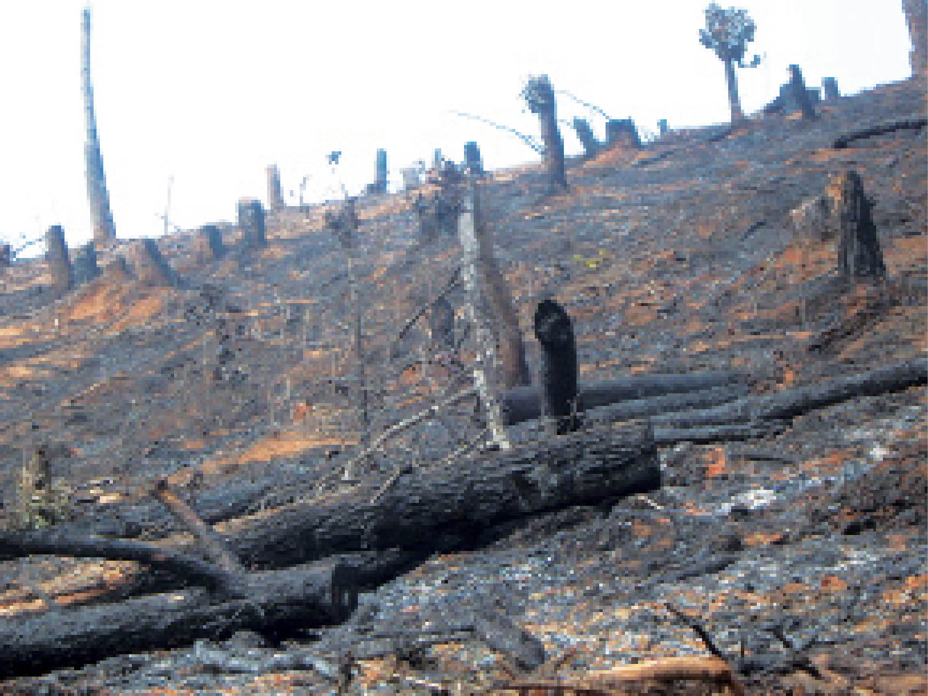 Jhum: Shifting Cultivation